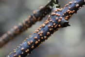 gewoon meniezwammetje (Nectria cinnabarina) 10-2025 2384